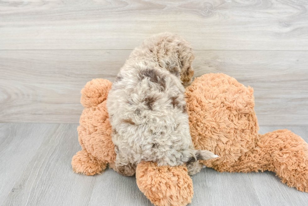 Mini Bernedoodle Pup Being Cute