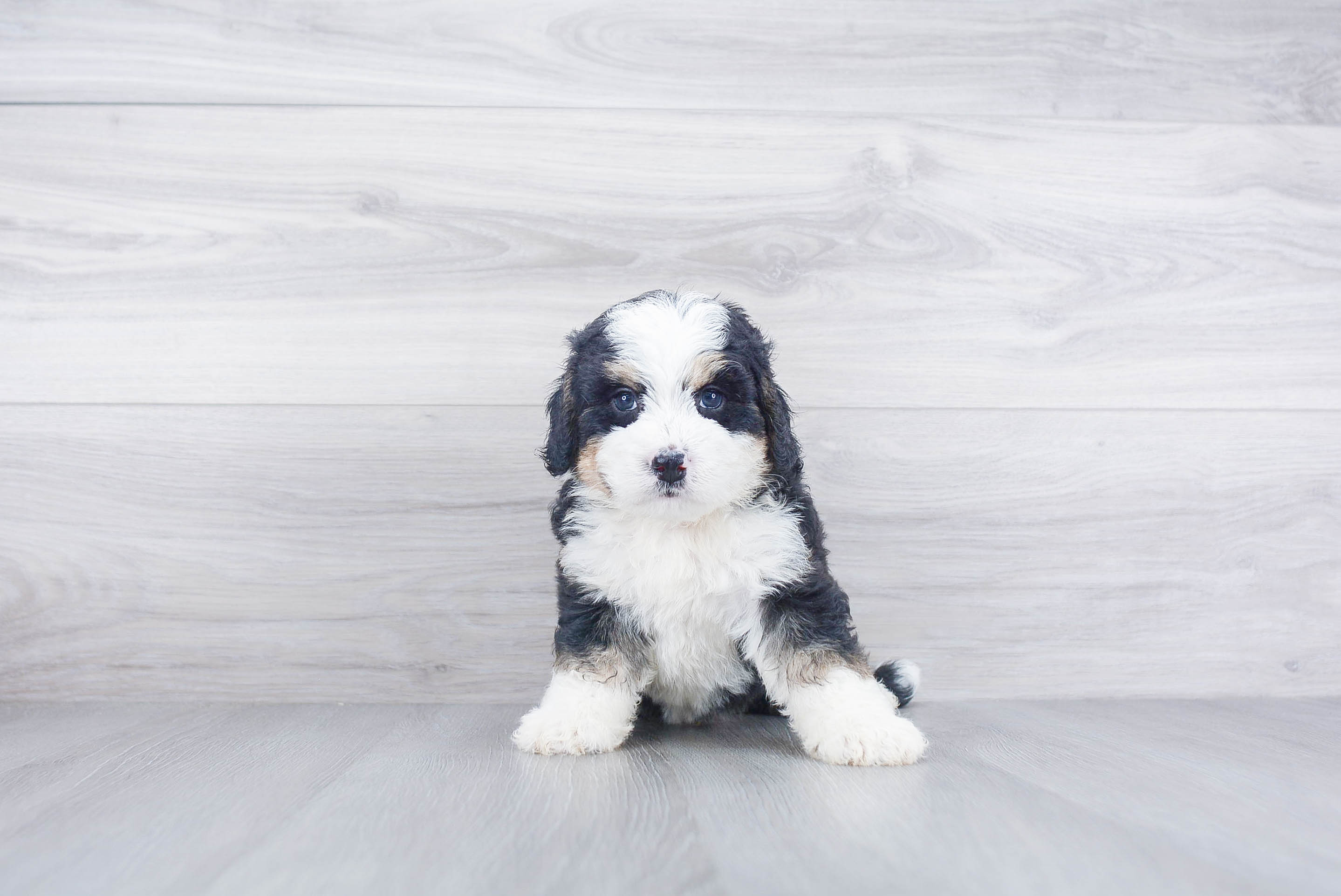 Funny Mini Bernedoodle Poodle Mix Pup