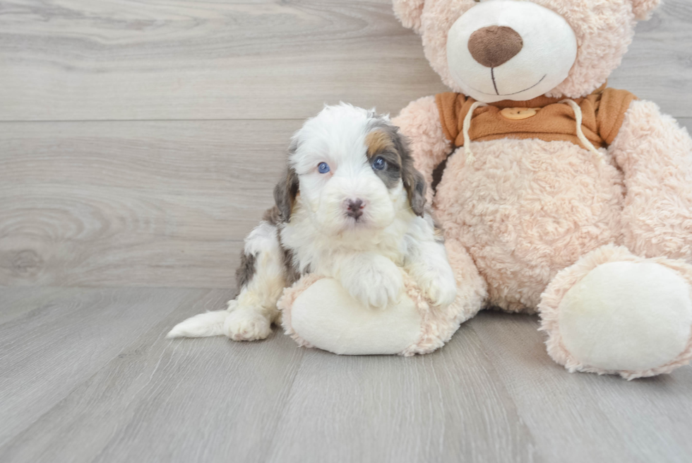 Mini Bernedoodle Pup Being Cute