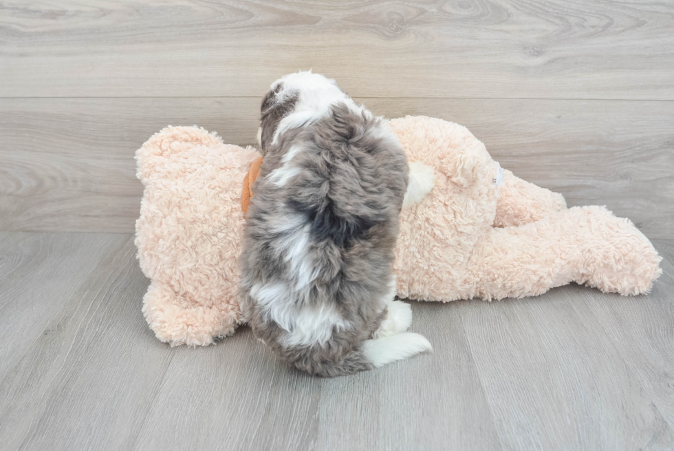 Adorable Bernadoodle Poodle Mix Puppy