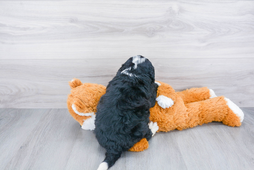 Mini Bernedoodle Puppy for Adoption