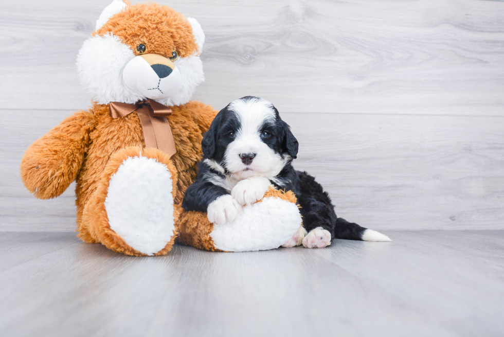 Adorable Bernadoodle Poodle Mix Puppy