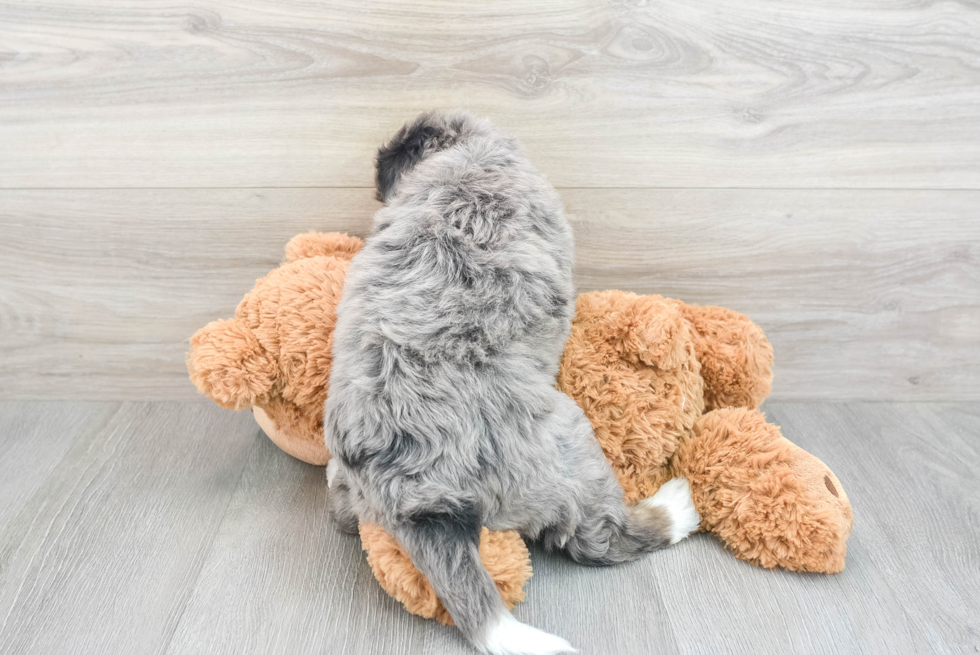 Adorable Bernadoodle Poodle Mix Puppy