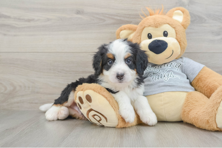Mini Bernedoodle Puppy for Adoption