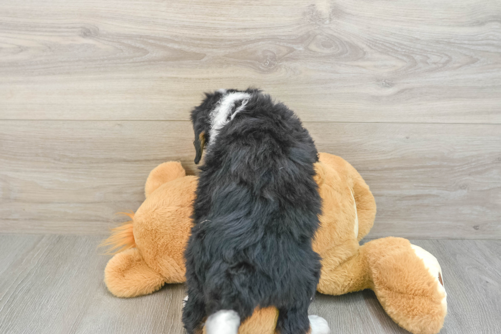 Mini Bernedoodle Puppy for Adoption