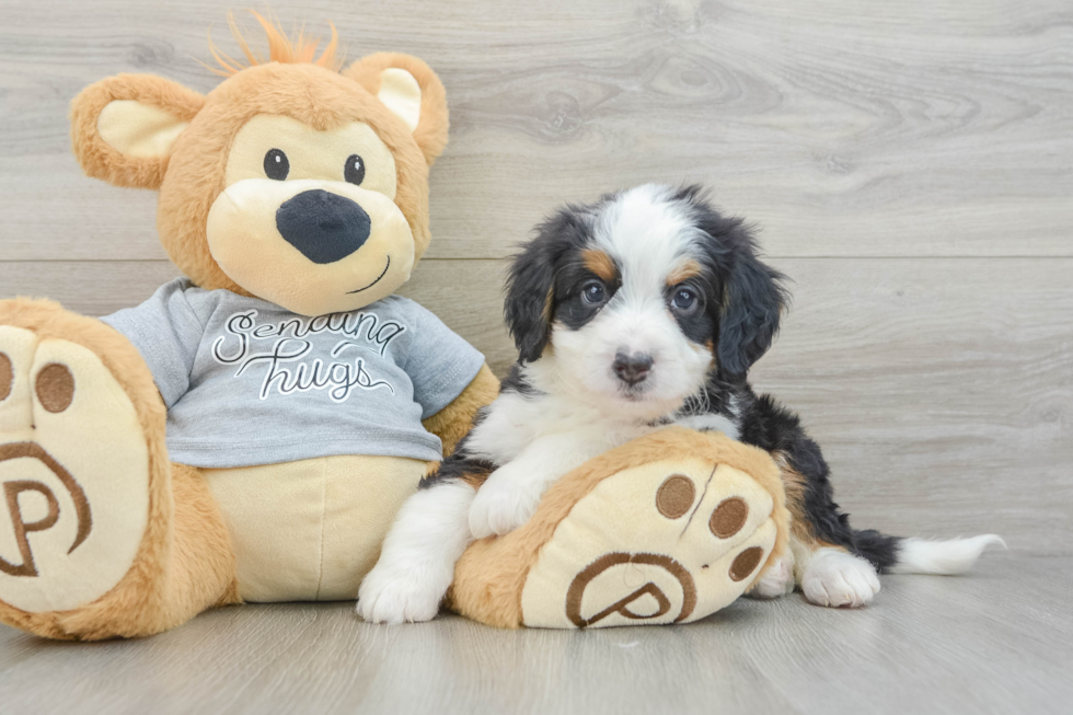 Sweet Mini Bernedoodle Baby