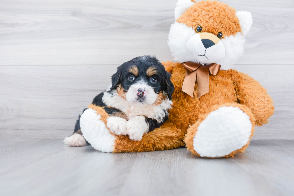 Best Mini Bernedoodle Baby