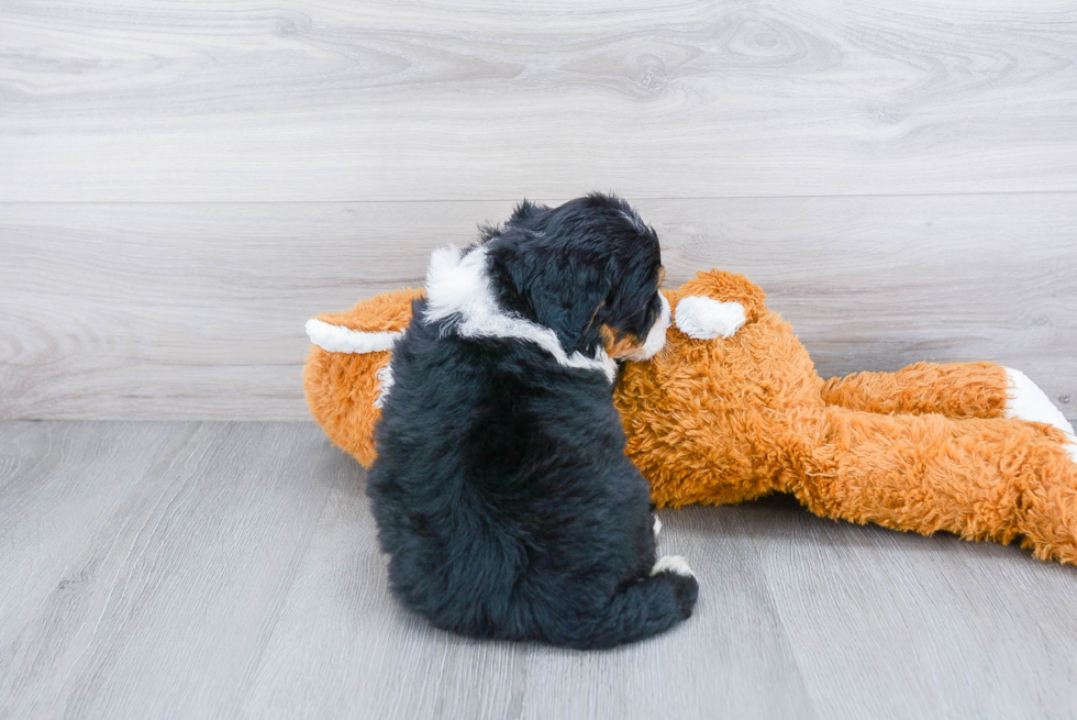 Mini Bernedoodle Puppy for Adoption