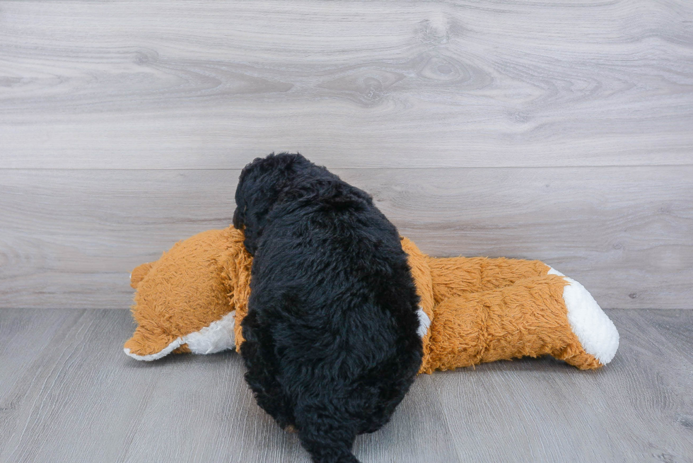 Best Mini Bernedoodle Baby