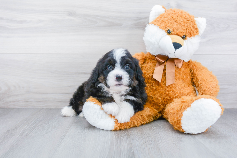 Best Mini Bernedoodle Baby