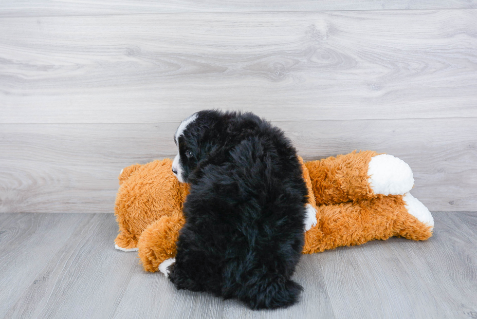Energetic Bernadoodle Poodle Mix Puppy