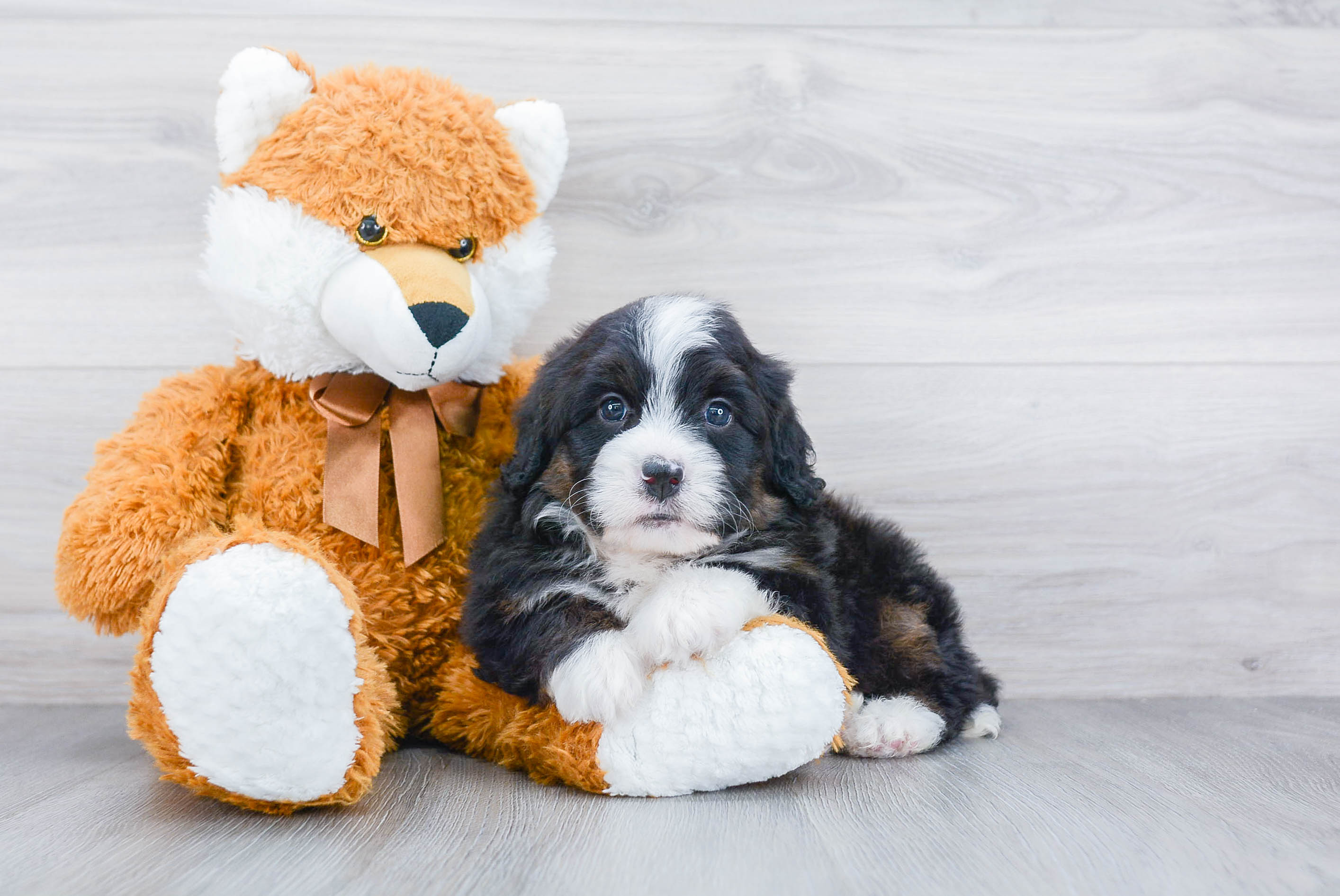 Popular Mini Bernedoodle Poodle Mix Pup