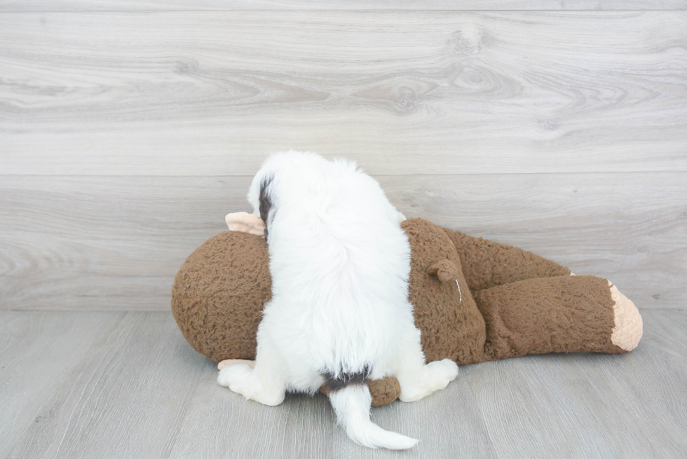 Funny Mini Bernedoodle Poodle Mix Pup