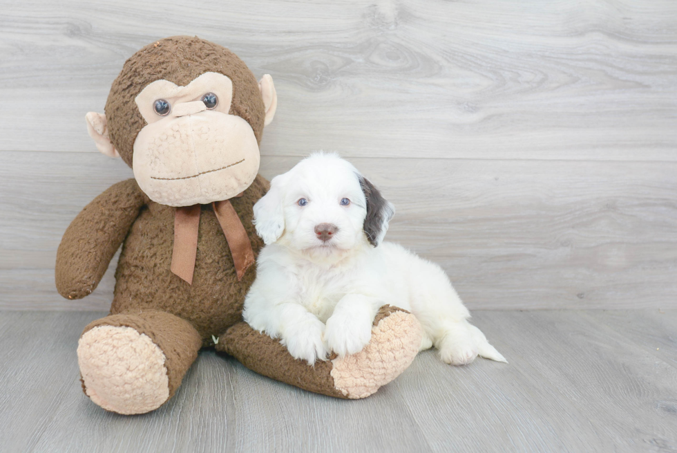 Fluffy Mini Bernedoodle Poodle Mix Pup