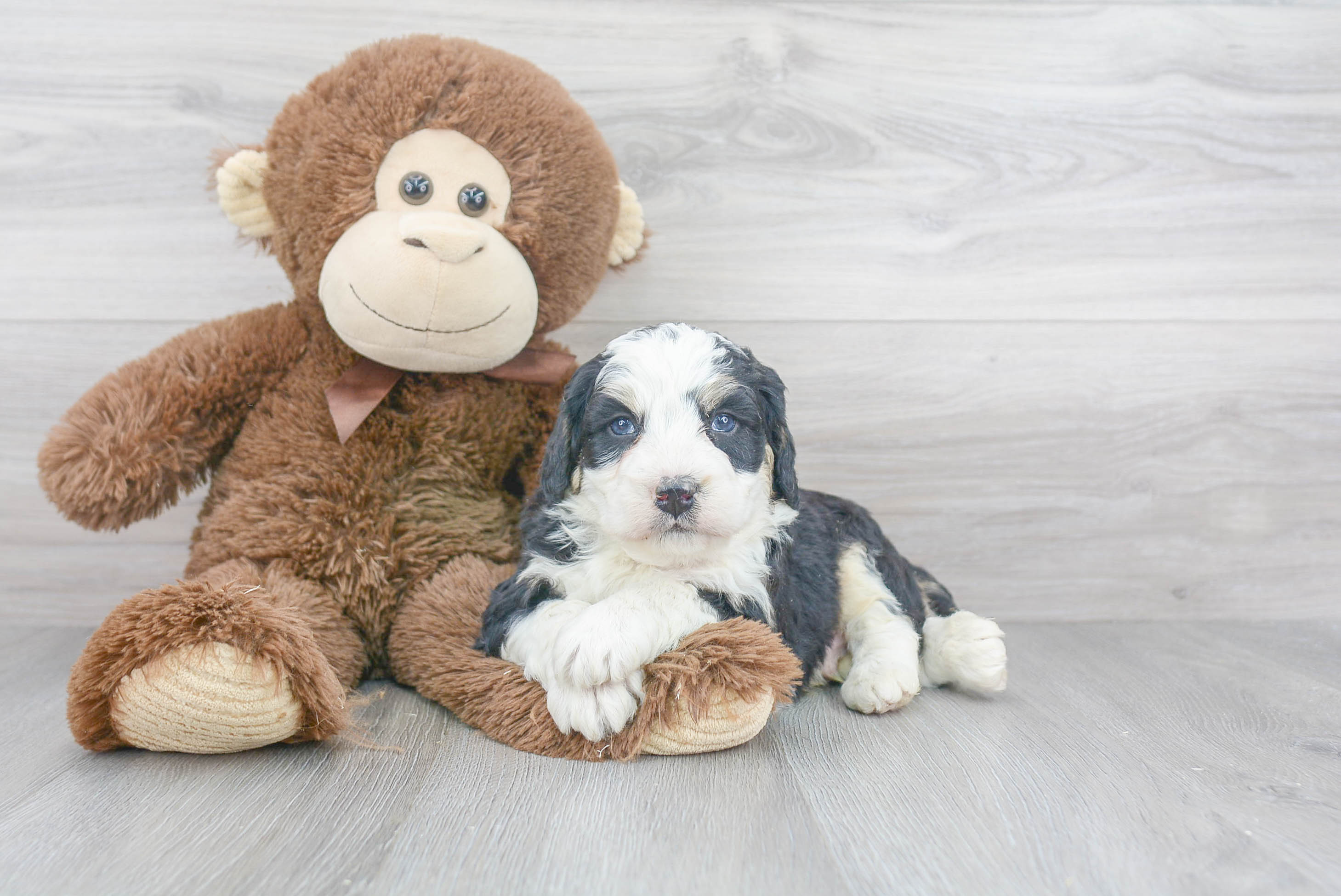 Best Mini Bernedoodle Baby