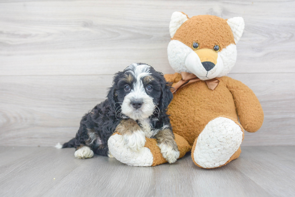 Hypoallergenic Bernadoodle Poodle Mix Puppy