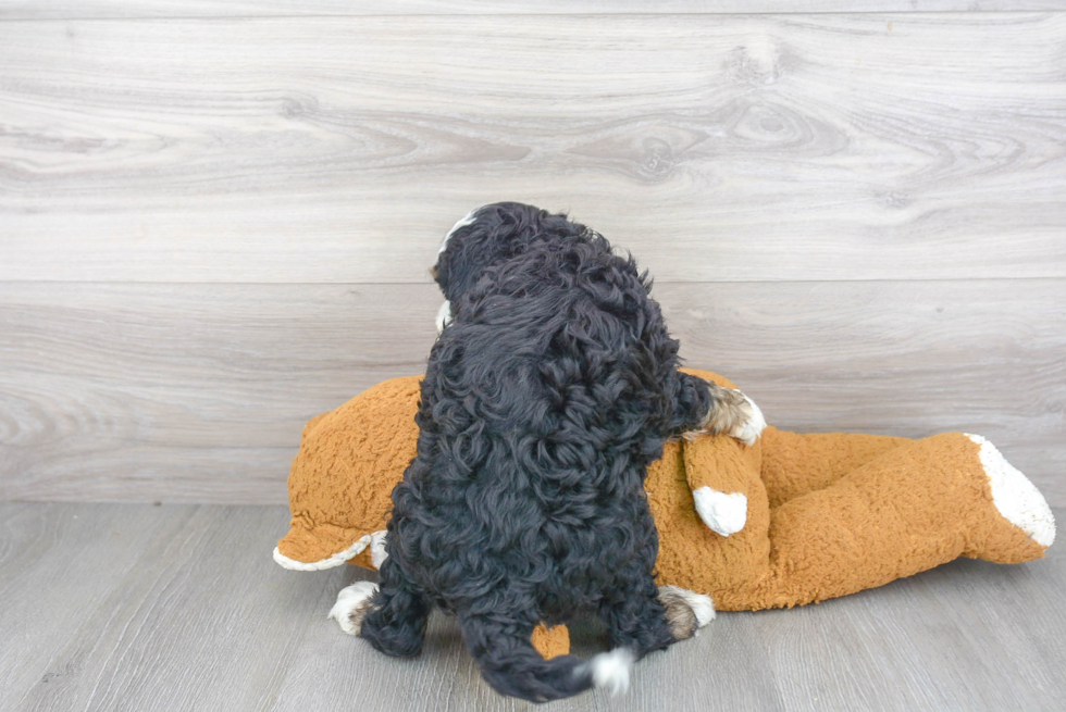 Mini Bernedoodle Puppy for Adoption