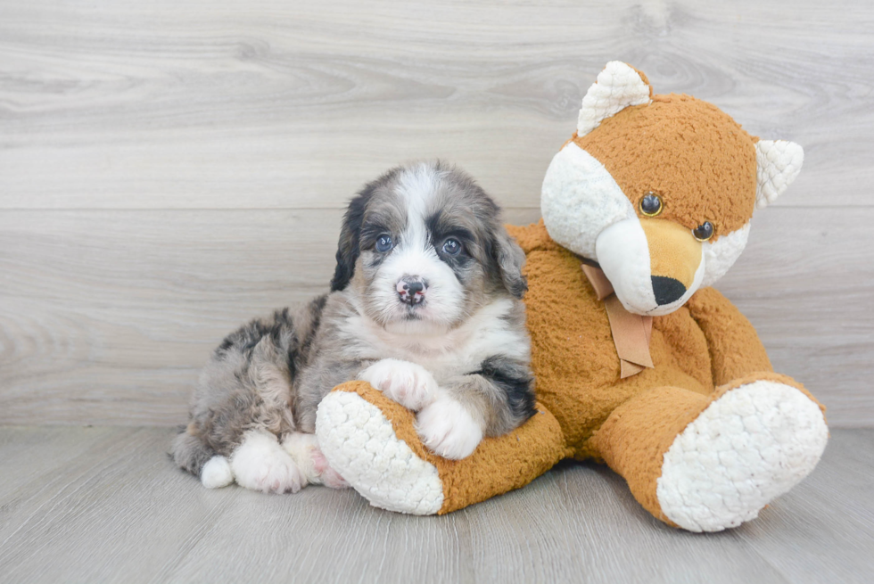 Popular Mini Bernedoodle Poodle Mix Pup
