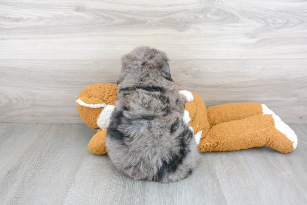 Mini Bernedoodle Pup Being Cute