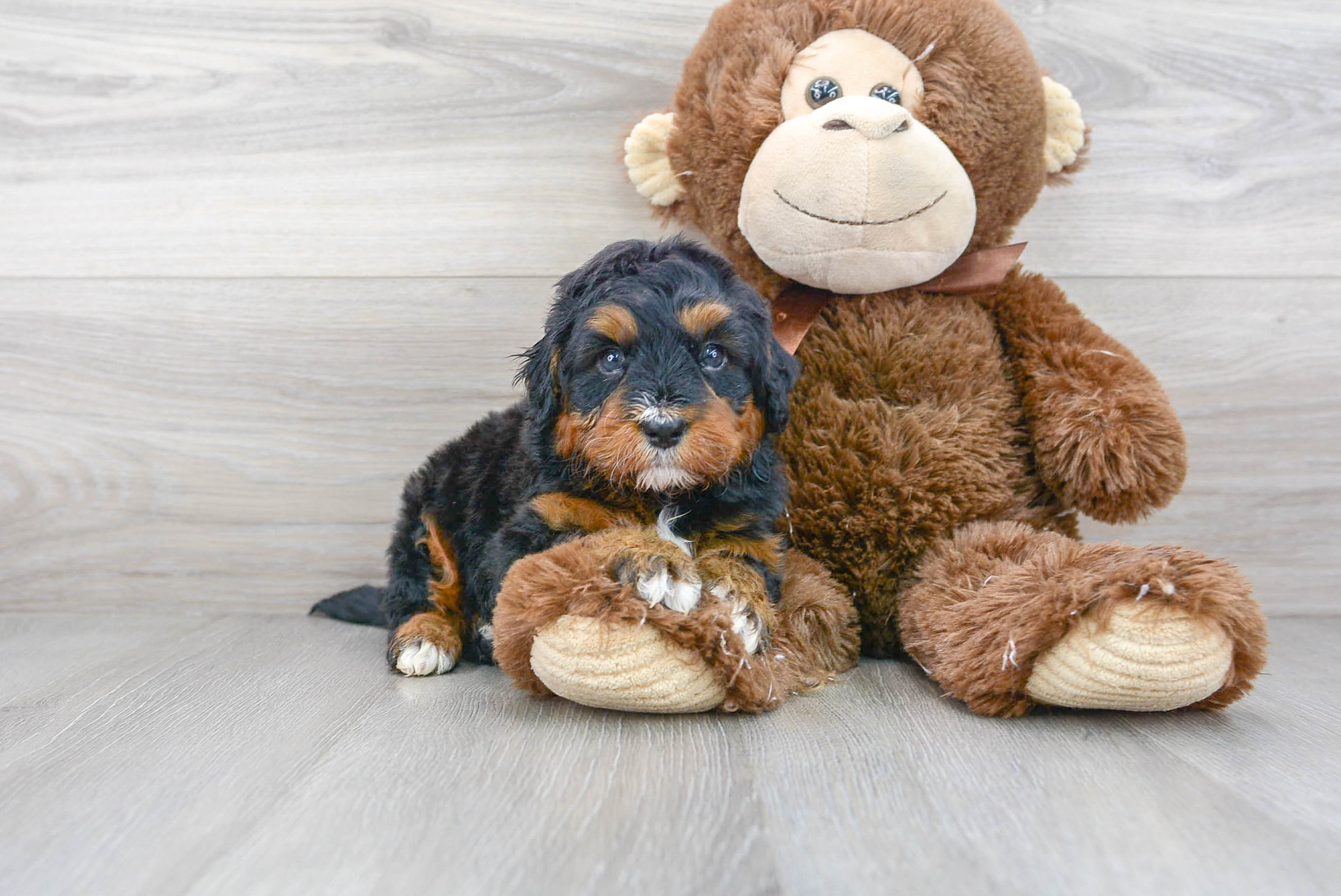Happy Mini Bernedoodle Baby