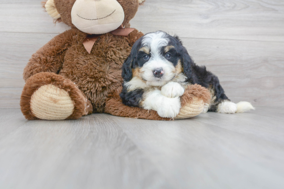 Mini Bernedoodle Puppy for Adoption