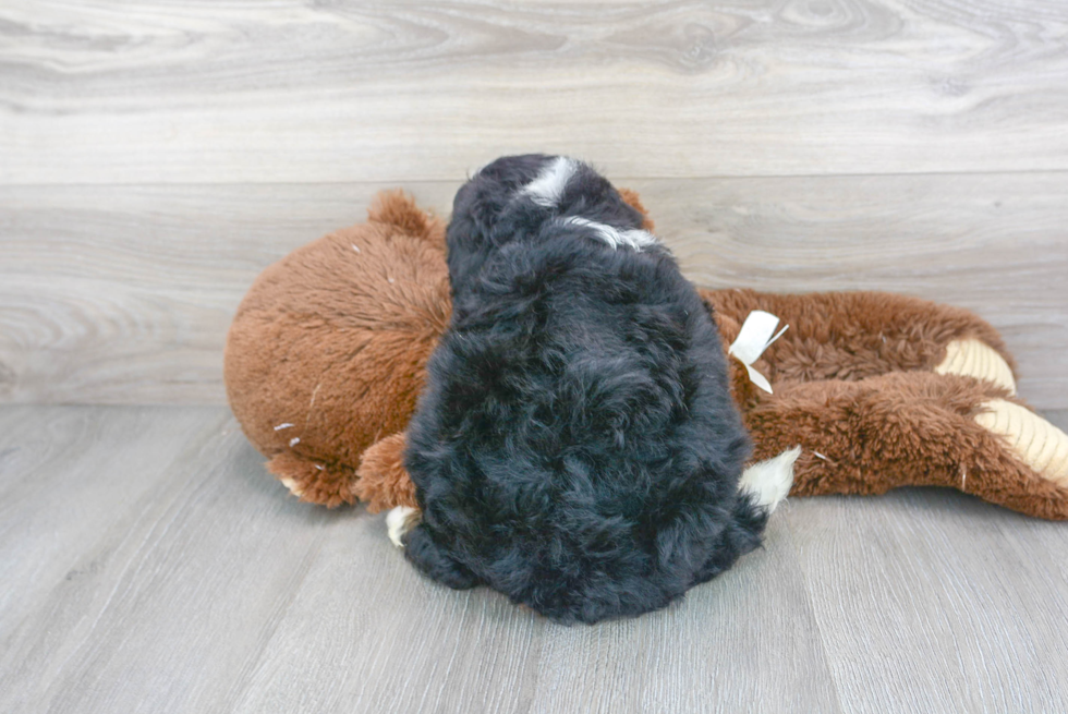 Cute Mini Bernedoodle Baby