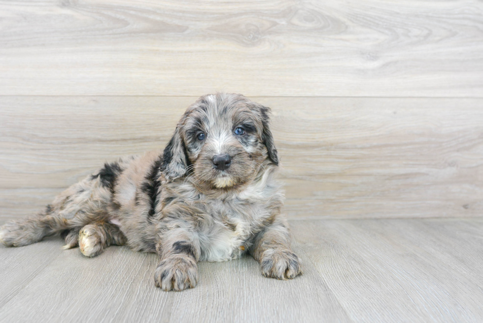 Mini Bernedoodle Pup Being Cute
