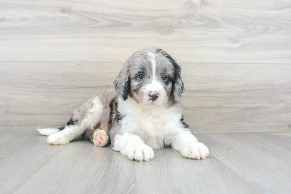 Playful Bernadoodle Poodle Mix Puppy