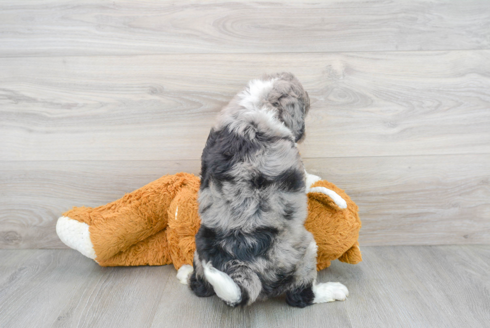 Fluffy Mini Bernedoodle Poodle Mix Pup