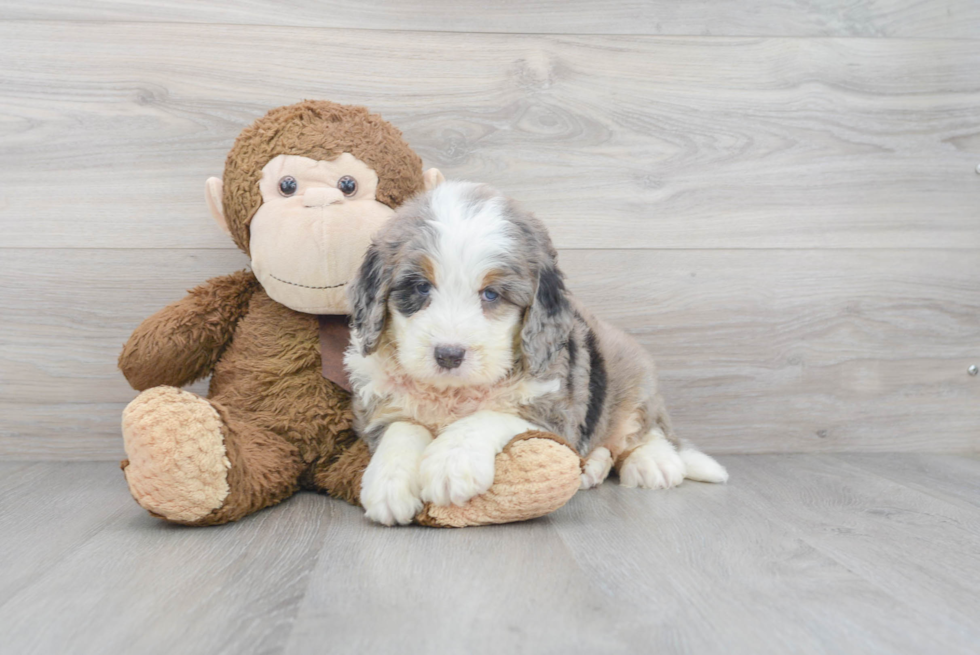 Energetic Bernadoodle Poodle Mix Puppy