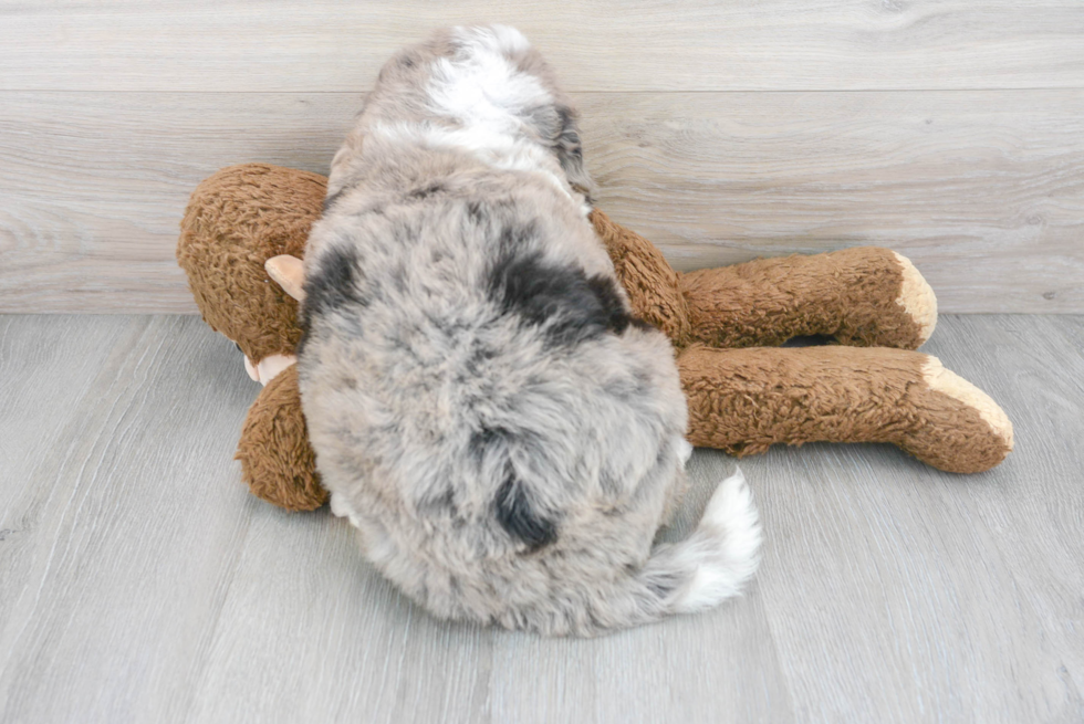 Popular Mini Bernedoodle Poodle Mix Pup