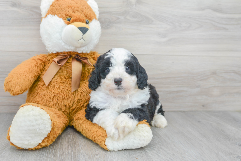 Fluffy Mini Bernedoodle Poodle Mix Pup