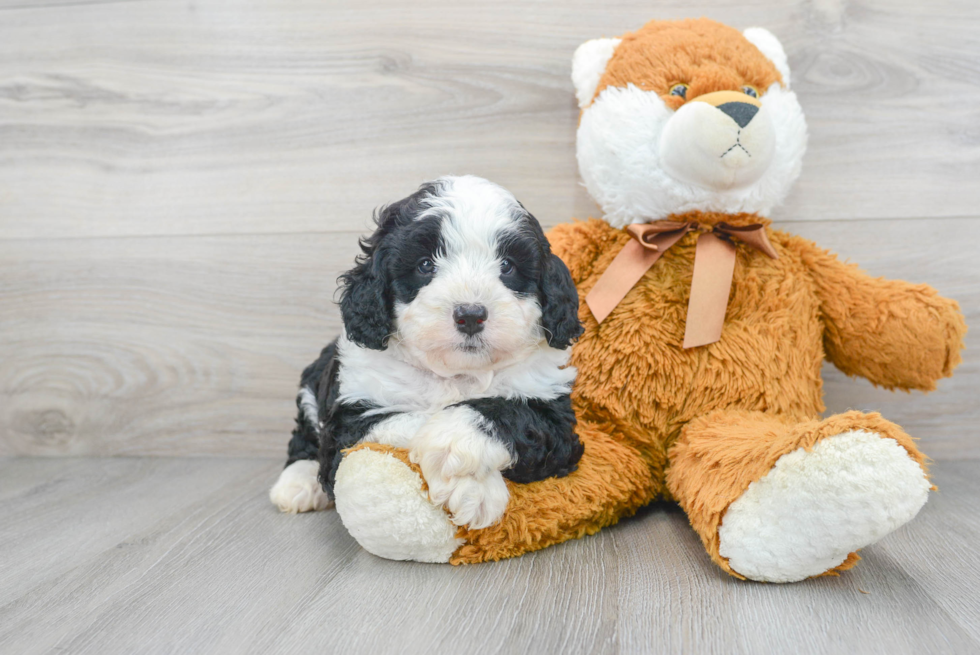 Little Bernadoodle Poodle Mix Puppy