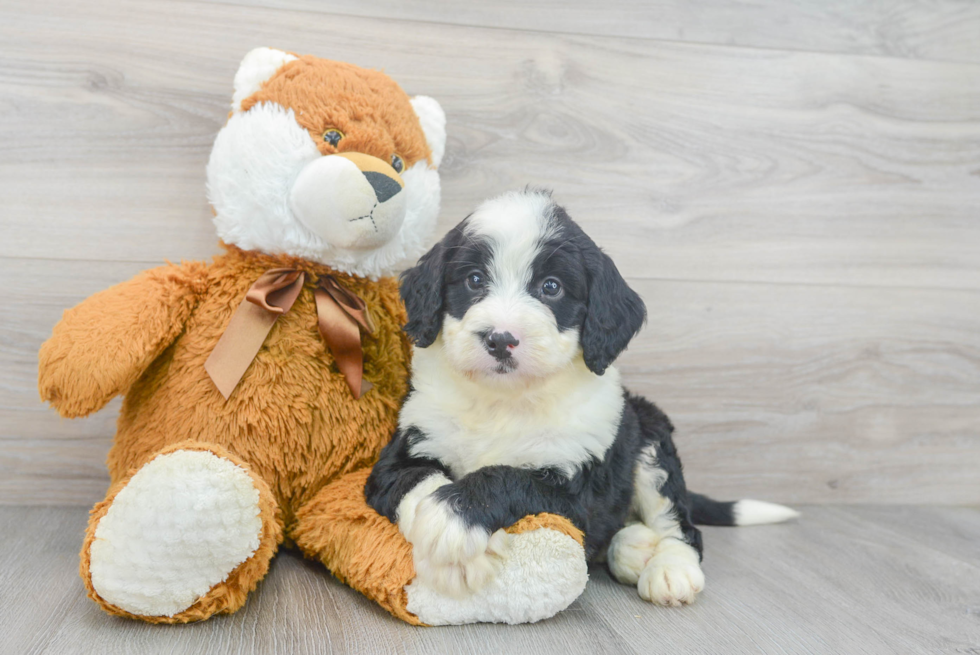 Funny Mini Bernedoodle Poodle Mix Pup