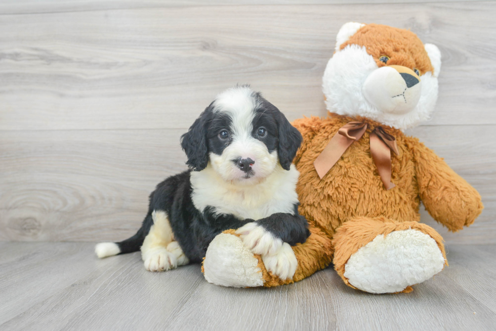 Funny Mini Bernedoodle Poodle Mix Pup
