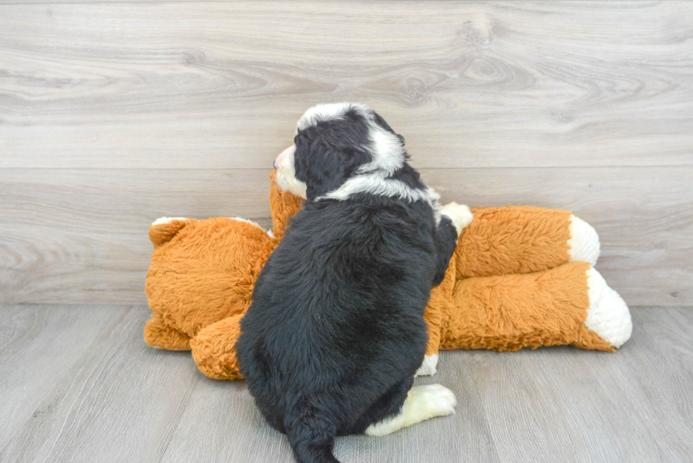 Fluffy Mini Bernedoodle Poodle Mix Pup