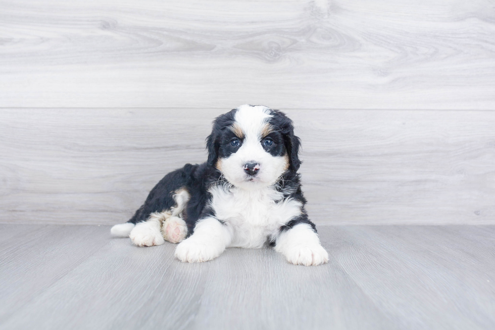 Mini Bernedoodle Puppy for Adoption