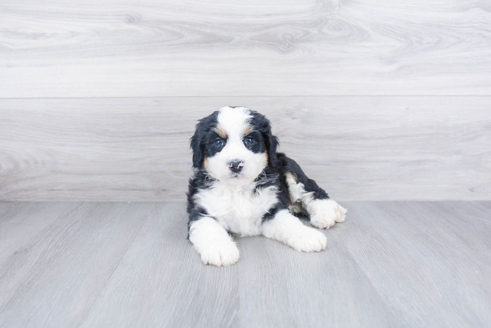 Best Mini Bernedoodle Baby