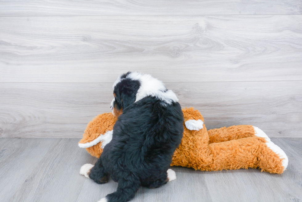Mini Bernedoodle Puppy for Adoption