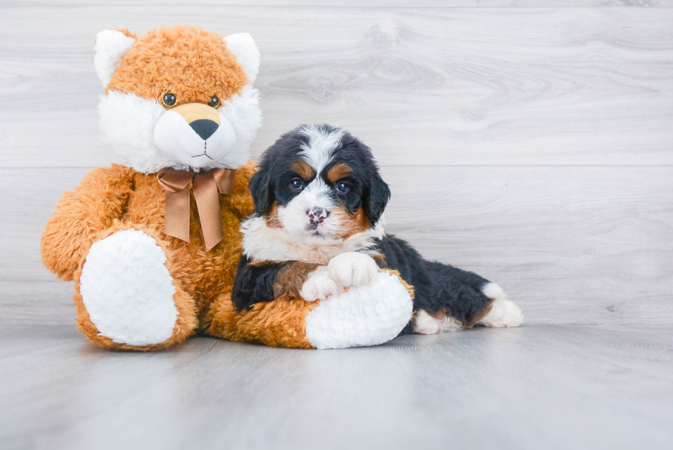 Playful Mini Berniedoodle Poodle Mix Puppy