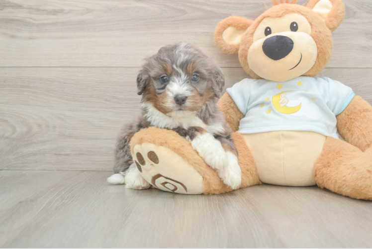 Funny Mini Bernedoodle Poodle Mix Pup