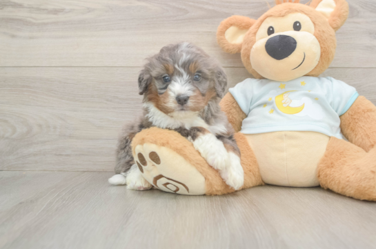 Funny Mini Bernedoodle Poodle Mix Pup
