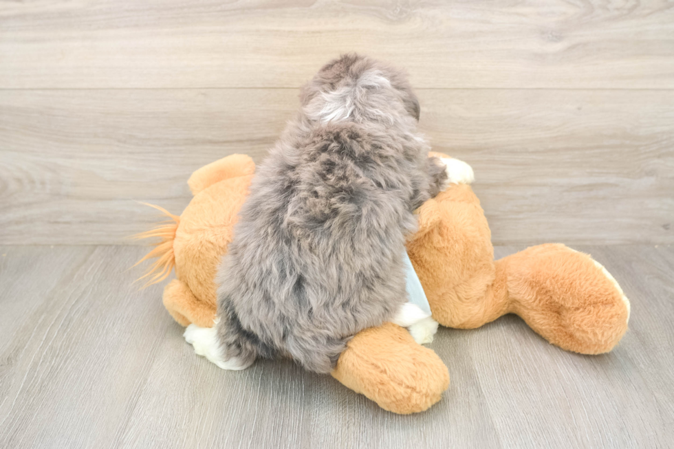 Adorable Mini Bernese Poodle Poodle Mix Puppy