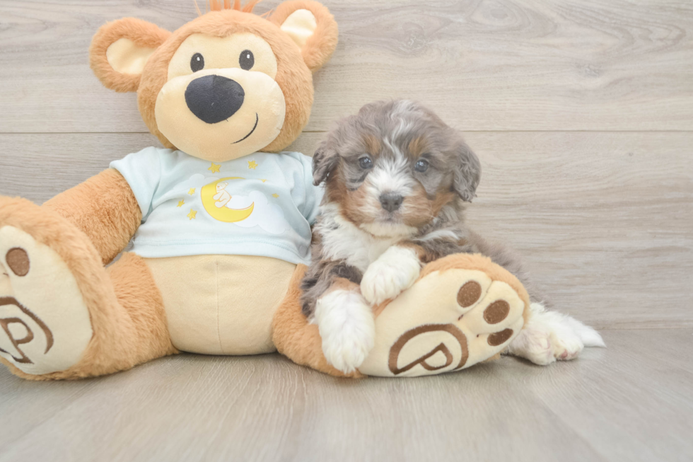 Happy Mini Bernedoodle Baby