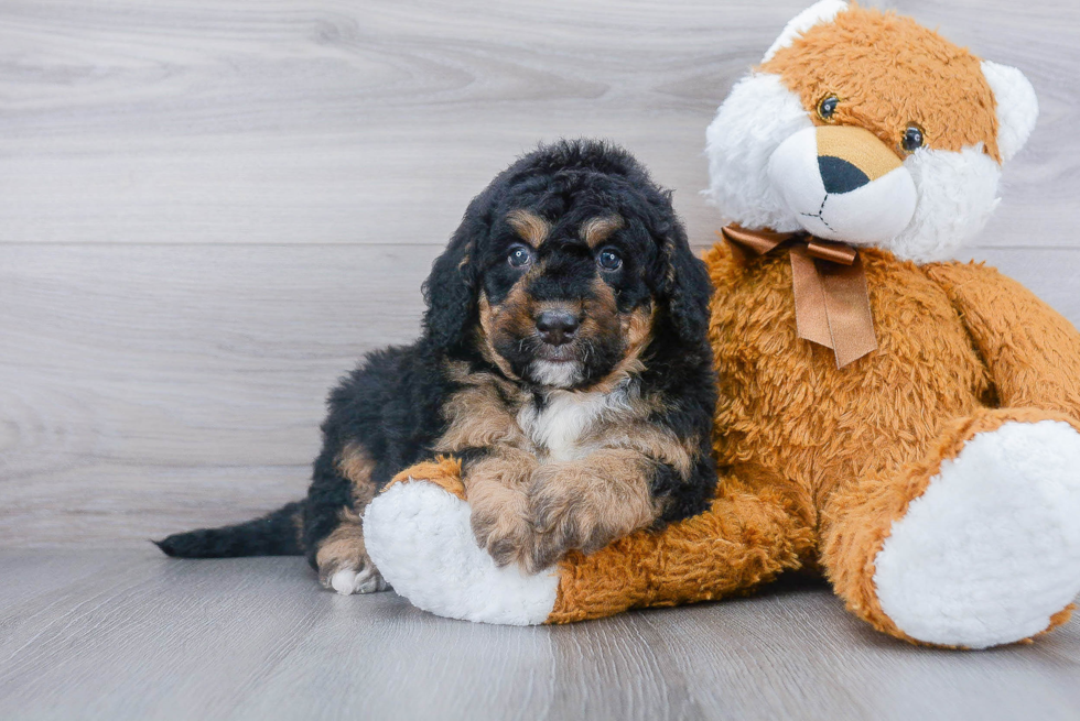 Playful Bernadoodle Poodle Mix Puppy