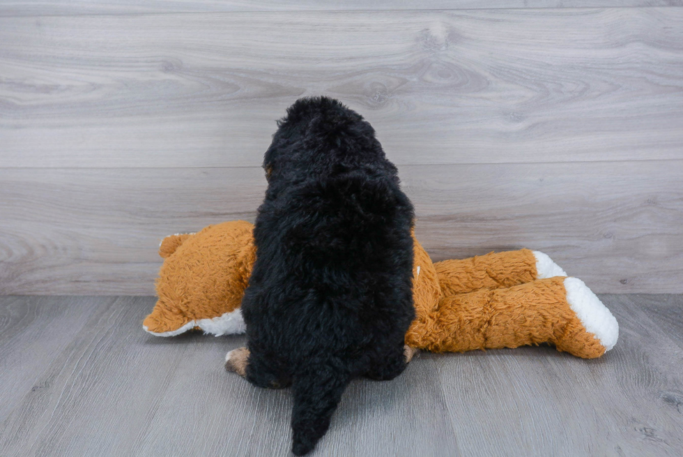 Popular Mini Bernedoodle Poodle Mix Pup