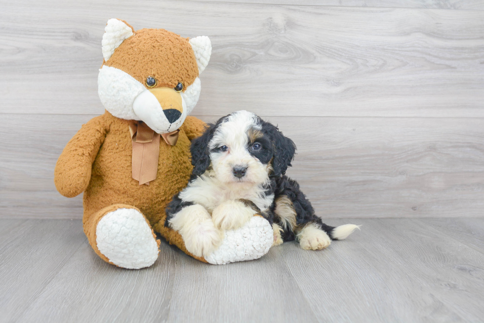 Funny Mini Bernedoodle Poodle Mix Pup