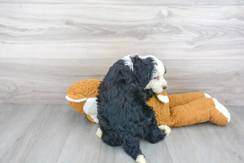 Petite Mini Bernedoodle Poodle Mix Pup
