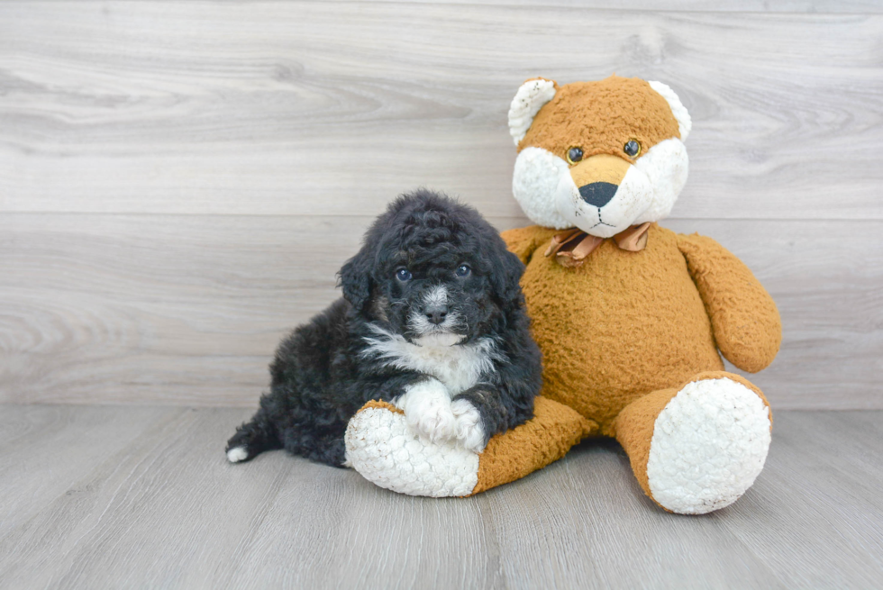 Playful Bernadoodle Poodle Mix Puppy