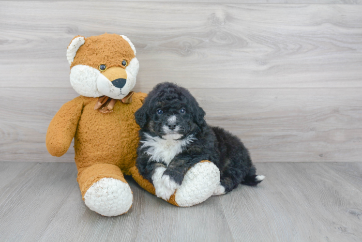 Adorable Mini Berniedoodle Poodle Mix Puppy